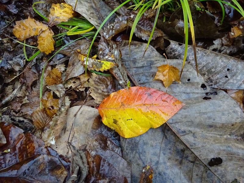 りんごについて